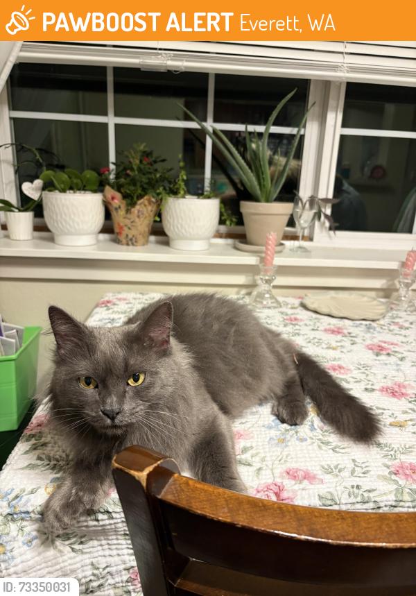 Found/Stray Female Cat last seen 124th st and Gibson Road Everett WA, Everett, WA 98204