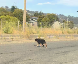 Found/Stray Unknown Dog last seen Bethlehem Baptist Church, Richmond, CA 94804