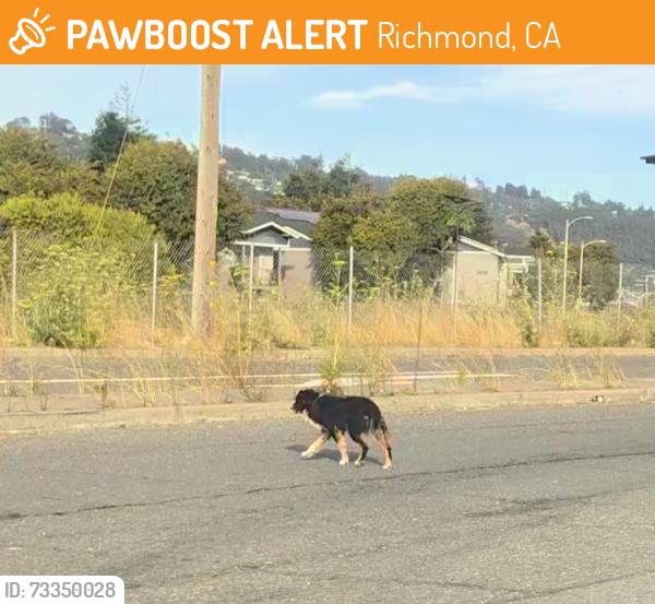 Found/Stray Unknown Dog last seen Bethlehem Baptist Church, Richmond, CA 94804