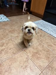Found/Stray Female Dog last seen Boardleaf and blue bell, Fort Worth, TX 76108