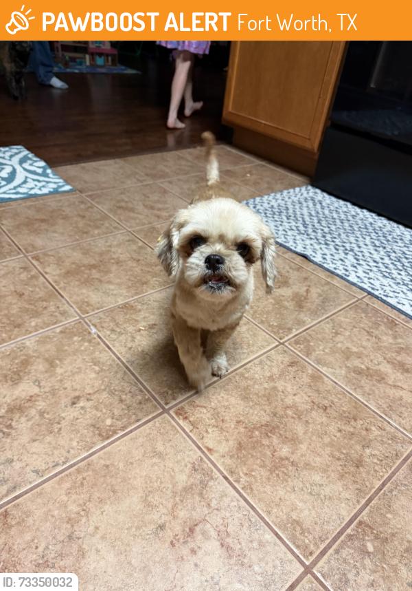 Found/Stray Female Dog last seen Boardleaf and blue bell, Fort Worth, TX 76108