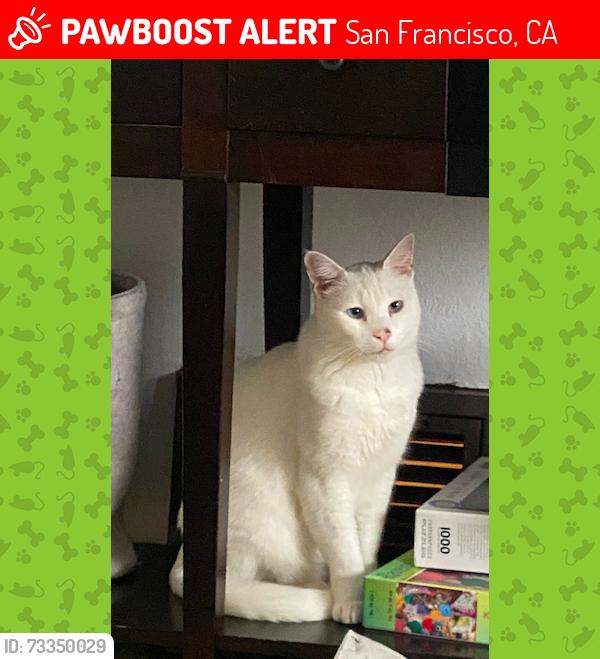 Lost Male Cat last seen anza and gery, San Francisco, CA 94102