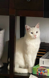 Lost Male Cat last seen anza and gery, San Francisco, CA 94102