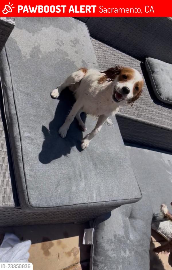 Lost Female Dog last seen Calvine and cliffcrest, Sacramento, CA 95828