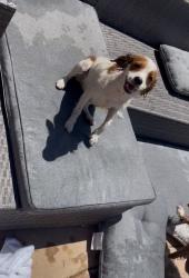 Lost Female Dog last seen Calvine and cliffcrest, Sacramento, CA 95828