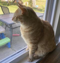 Lost Male Cat last seen Papas Drive, Emerson Avenue, Indianapolis, IN 46237