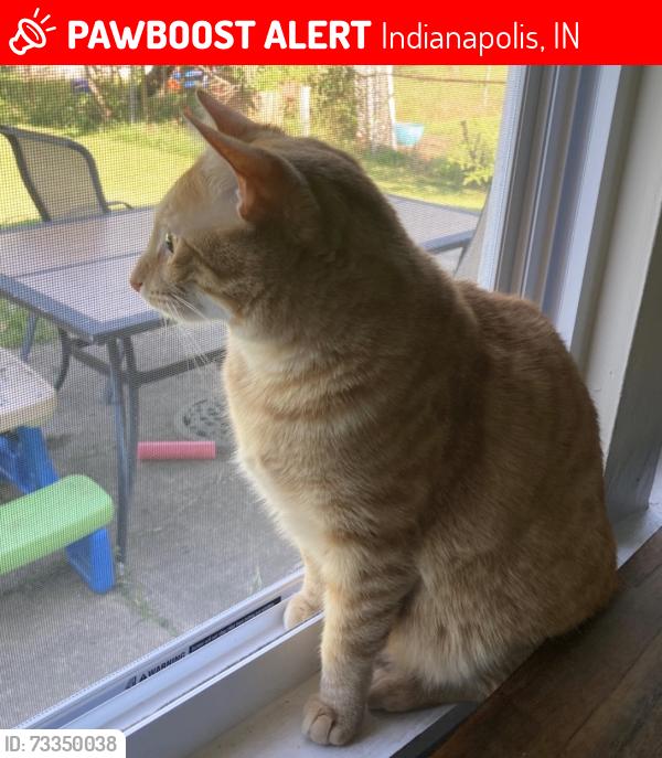 Lost Male Cat last seen Papas Drive, Emerson Avenue, Indianapolis, IN 46237