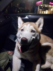 Reunited Unknown Dog last seen Near south davis blvd, Bountiful, UT 84010