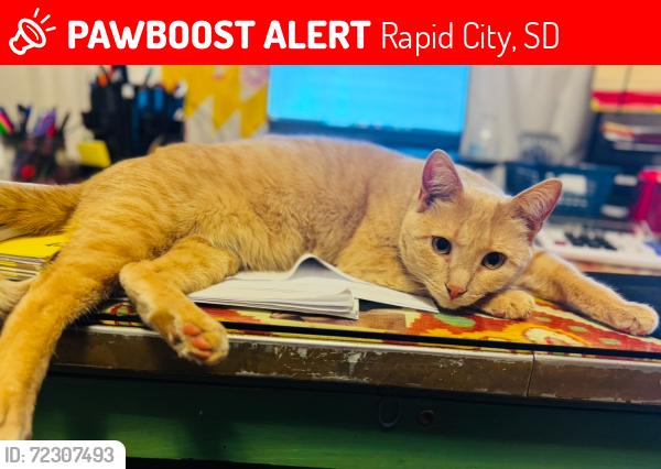 Lost Female Cat last seen Maple Ave, Rapid City, SD 57701