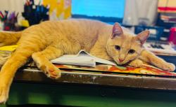 Lost Female Cat last seen Maple Ave, Rapid City, SD 57701