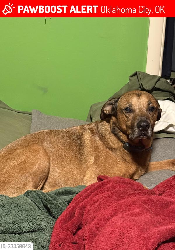Lost Male Dog last seen 122nd & Meridian, Oklahoma City, OK 73162