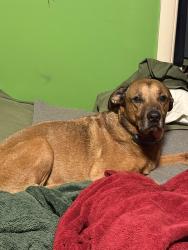 Lost Male Dog last seen 122nd & Meridian, Oklahoma City, OK 73162