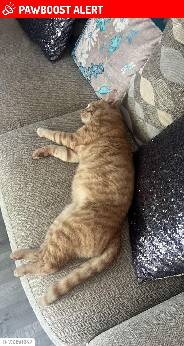 Lost Male Cat last seen BL3 4la, Greater Manchester, England BL3 4LA