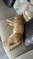 Lost Male Cat last seen BL3 4la, Greater Manchester, England BL3 4LA