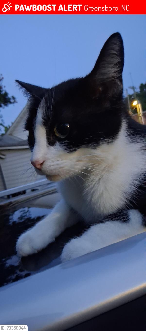 Lost Female Cat last seen United Street & Market St, Greensboro, NC 27407