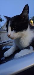 Lost Female Cat last seen United Street & Market St, Greensboro, NC 27407