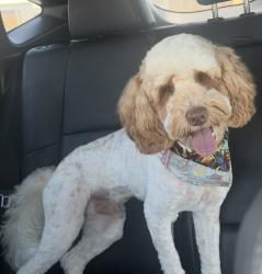 Lost Male Dog last seen Slauson Ave & Gage Ave, Commerce, CA 90040