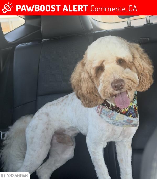 Lost Male Dog last seen Slauson Ave & Gage Ave, Commerce, CA 90040