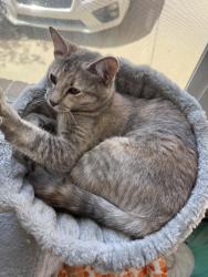 Reunited Female Cat last seen Haleyville St Aurora, CO, Aurora, CO 80016