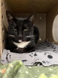Shelter Stray Male Cat last seen Near BLOCK W SAGINAW WAY, FRESNO CA 93705 2953, 5277 E Airways Blvd, Fresno, CA 93727, USA
