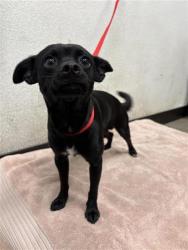Shelter Stray Male Dog last seen Near BLOCK E BELMONT AVE, FRESNO CA 93727, 5277 E Airways Blvd, Fresno, CA 93727, USA