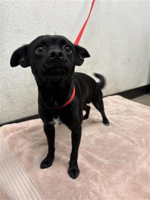 Shelter Stray Male Dog last seen Near BLOCK E BELMONT AVE, FRESNO CA 93727, 5277 E Airways Blvd, Fresno, CA 93727, USA