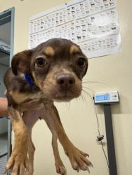 Shelter Stray Unknown Dog last seen FREMONT/CUSHING PKWY, 1950 Stevenson Blvd, Fremont, CA 94538, USA
