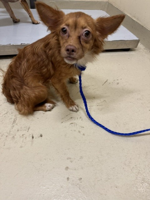 Shelter Stray Unknown Dog last seen FREMONT/CUSHING PKWY, 1950 Stevenson Blvd, Fremont, CA 94538, USA