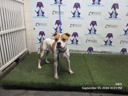 Shelter Stray Female Dog last seen , 2769 Conroy Rd, Orlando, FL 32839, USA