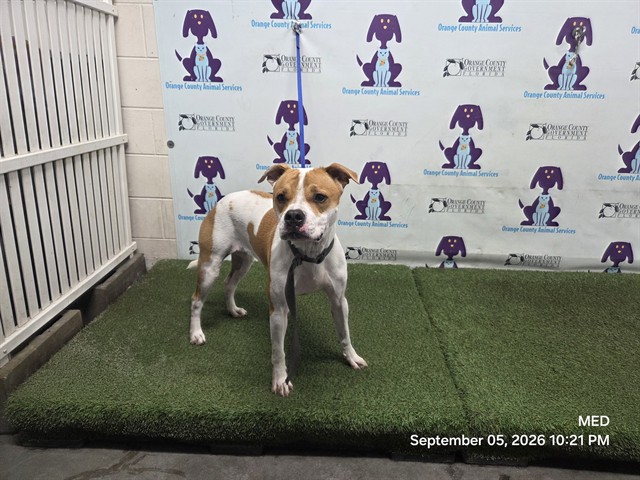 Shelter Stray Female Dog last seen , 2769 Conroy Rd, Orlando, FL 32839, USA
