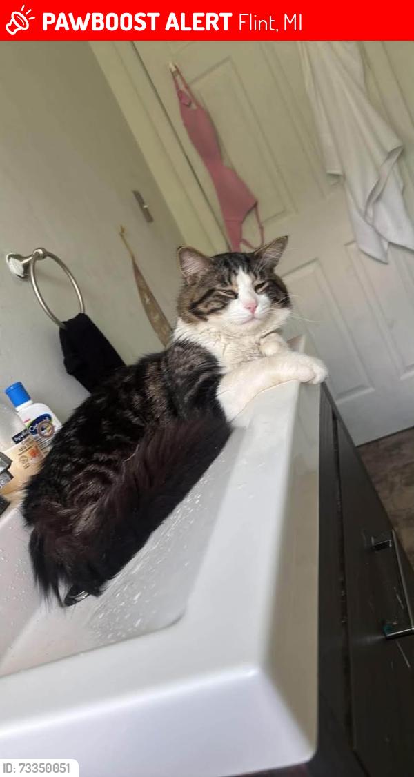 Lost Male Cat last seen Dort hwy and Atherton rd, Flint, MI 48507