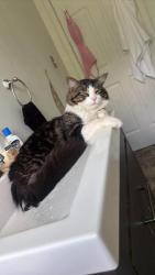 Lost Male Cat last seen Dort hwy and Atherton rd, Flint, MI 48507