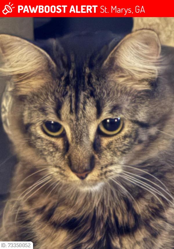 Lost Female Cat last seen Saint Mary’s Waterfront, St. Marys, GA 31558