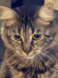 Lost Female Cat last seen Saint Mary’s Waterfront, St. Marys, GA 31558