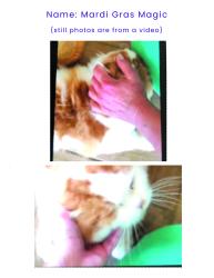 Lost Male Cat last seen Addison and Spaulding, Berkeley, CA, Berkeley, CA 94703