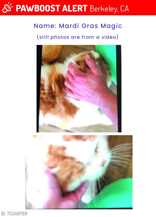 Lost Male Cat last seen Addison and Spaulding, Berkeley, CA, Berkeley, CA 94703