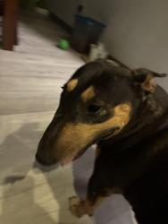Found/Stray Female Dog last seen In Creeks at Wimberley, near Veteran's Park, Moore, OK 73160