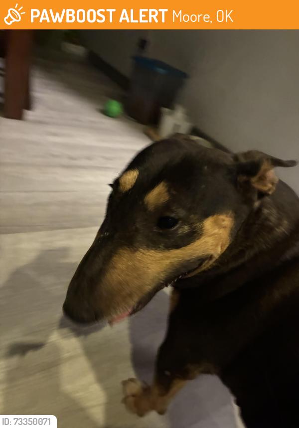 Found/Stray Female Dog last seen In Creeks at Wimberley, near Veteran's Park, Moore, OK 73160