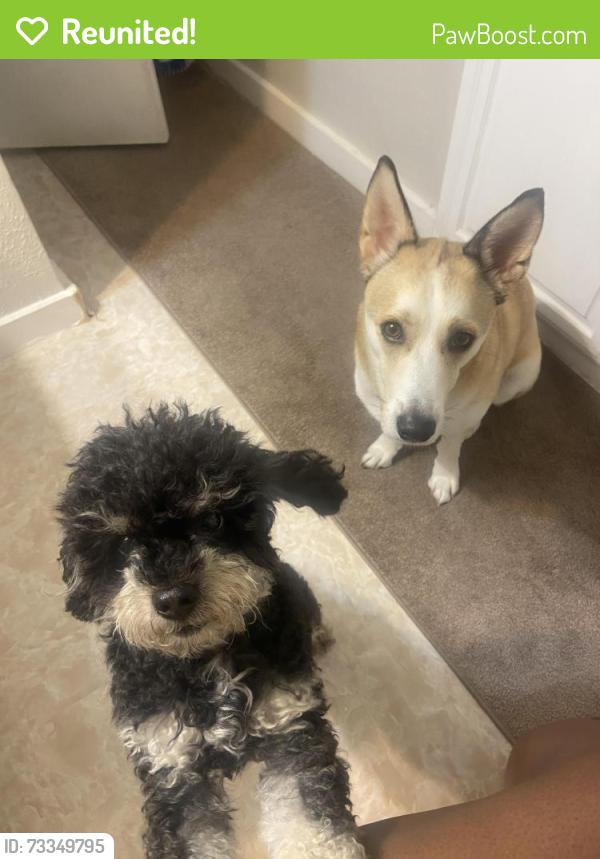 Reunited Male Dog last seen Towngate, Garland, TX 75041