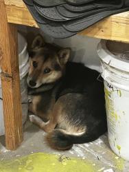 Reunited Female Dog last seen Junction blvd, Roseville, CA 95747