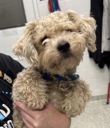 Shelter Stray Male Dog last seen E 23rd St & Kensington Ave, 64127, 64127, MO, 7077 Elmwood Ave, Kansas City, MO 64132, USA