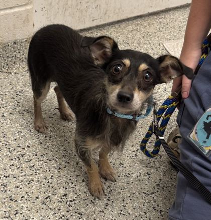 Shelter Stray Male Dog last seen Near Truman Rd Elmwood Cemetery, 64127, MO, 7077 Elmwood Ave, Kansas City, MO 64132, USA