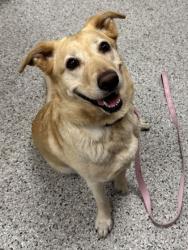 Shelter Stray Female Dog last seen Near Admiral Blvd, 64106, MO, 7077 Elmwood Ave, Kansas City, MO 64132, USA