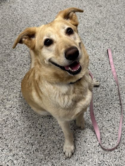 Shelter Stray Female Dog last seen Near Admiral Blvd, 64106, MO, 7077 Elmwood Ave, Kansas City, MO 64132, USA