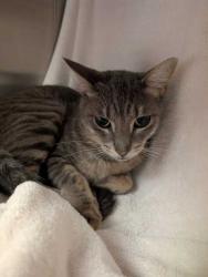 Shelter Stray Male Cat last seen E red bridge rd and college LN, 64137, MO, 7077 Elmwood Ave, Kansas City, MO 64132, USA