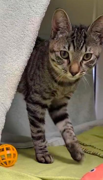 Shelter Stray Male Cat last seen 57th and Garfield, 64130, MO, 7077 Elmwood Ave, Kansas City, MO 64132, USA