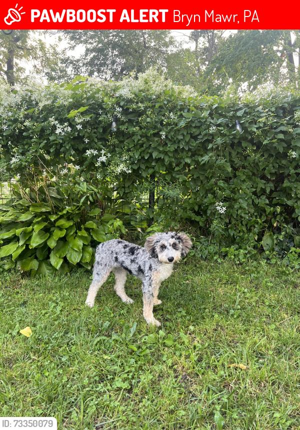 Lost Female Dog last seen Near vauclain lane bryn mawr, Bryn Mawr, PA 19010