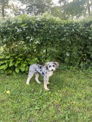 Lost Female Dog last seen Near vauclain lane bryn mawr, Bryn Mawr, PA 19010