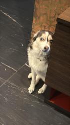 Reunited Female Dog last seen Black bear way, Anmore, BC V3H 5G6