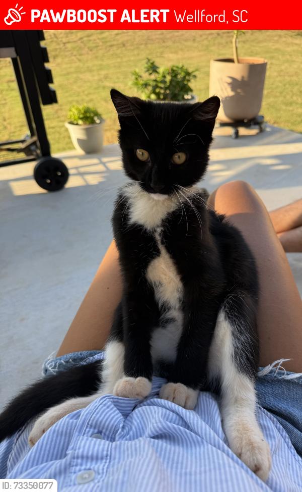 Lost Male Cat last seen Near & Ridge Rd, Wellford, SC 29385